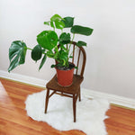 Load image into Gallery viewer, Victorian Plant Stand with one example plant distant view
