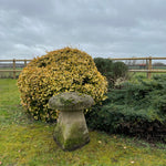 Load image into Gallery viewer, Antique Saddle Stone, Vintage  Large Mushroom garden decor
